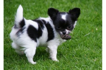 S��e chihuahua welpen suchen liebevolle