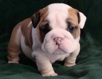 English Bulldog - Englische Bulldogge We
