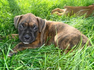 Wir haben Boxer Welpen mit BK/VDH Papier