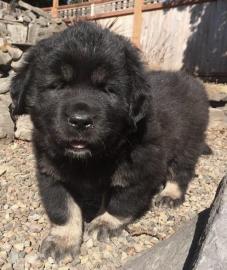 Tibetan mastiff puppy