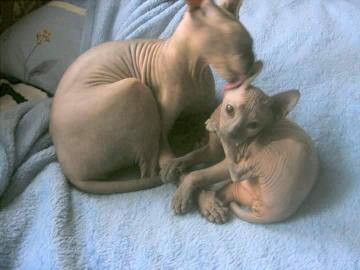 Don Sphynx Katzenbabys mit Papiere