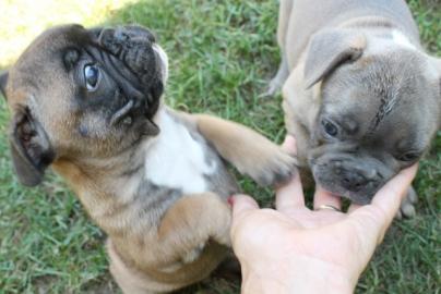 franz�sische Bulldogge n mit Papiere - C