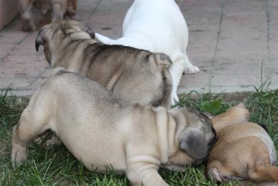 franz�sische Bulldogge n mit Papiere - C