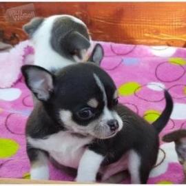 Mini Chihuahua Welpen verf?gbar