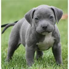 Pitbull blueline welpen zu verkaufen