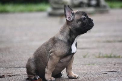 franz�sische Bulldoggen Welpe R�de Blaut