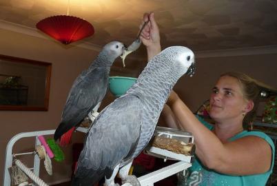 2 junge handzahme Graupapageien