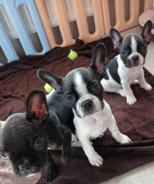 Franz?sche bulldoggen Welpen (Abgabebere