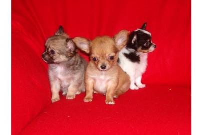 !!!s��e typvolle Chihuahua Welpen(langha