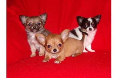 !!!s��e typvolle Chihuahua Welpen(langha