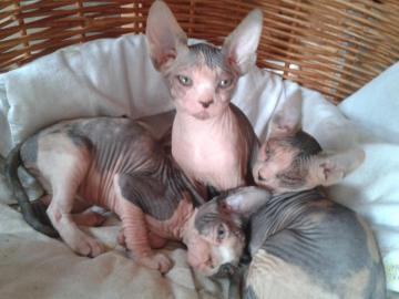 Canadian Sphynx Kitten mit Stammbaum