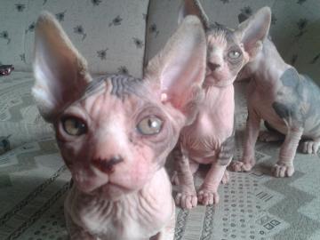 Canadian Sphynx Kitten mit Stammbaum