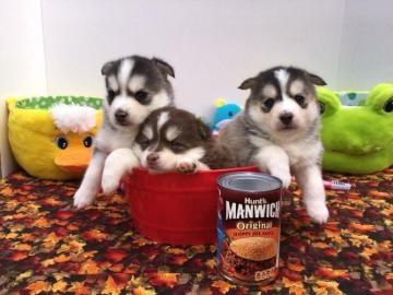 Reinrassige Pomsky Welpen