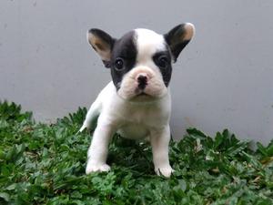 Reinrassige Franz?sische Bulldogge welpe