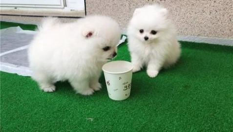 KOSTENLOS Pomeranian Zwergspitz welpen