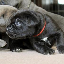 Cane Corso Welpen    350 EUR
