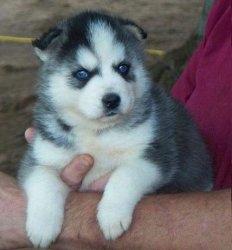 Husky-Welpen