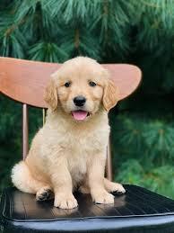 Geschenk Impress Golden Retriever Puppie