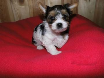Mini Biewer Yorkshire Terrier M�dchen