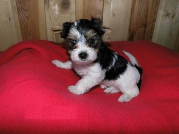Mini Biewer Yorkshire Terrier M�dchen