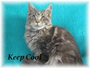 Maine Coon kitten mit Staumbaum