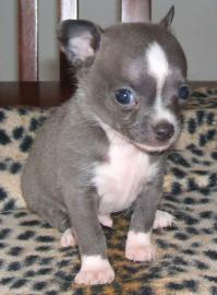Chihuahua Welpen aus dem Lammetal