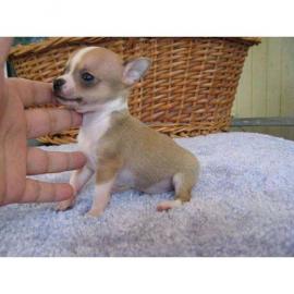 Chihuahua Welpen aus dem Lammetal