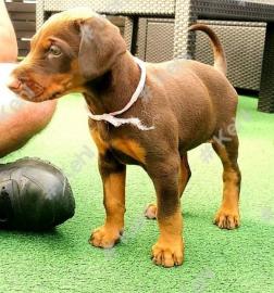 Dobermann Welpen whatsapp nummer +436504
