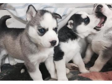 Siberische husky Te koop  whatsapp numme