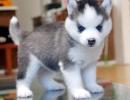 Entz�ckende Siberian Husky-Welpen