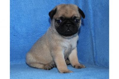 mops welpen