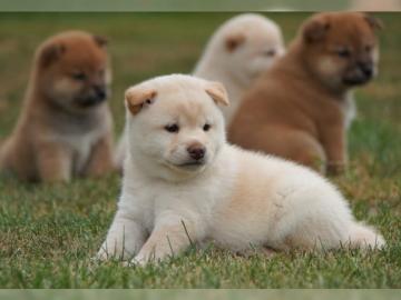 Shiba Inu Welpen 1 R?de & 2 H?ndin
