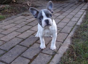 Franz�sische Bulldogge Welpen