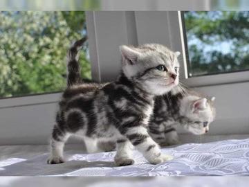 BKH Silber Tabby Classic Kitten mit Stam
