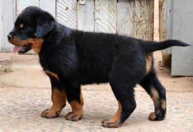 Rottweilerwelpen Rottweiler Welpen