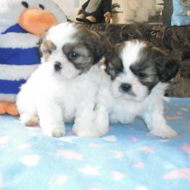Liebevolle  Shih Tzu Welpen mit Papieren