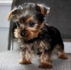 Yorkshire Terrier Black & Tan Ahnentafel