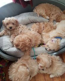 MALTEPOO H?tehund Welpen