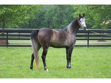 Vollblutaraber Stute und Wallach