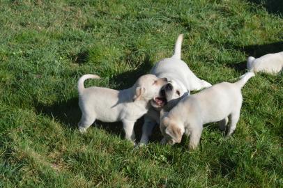 Wundersch�ne Labrador Welpen in schwarz