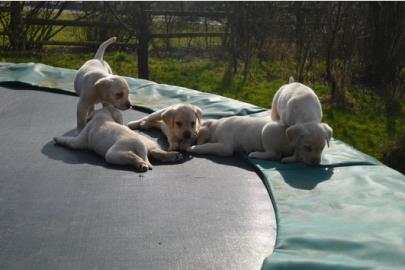 Wundersch�ne Labrador Welpen in schwarz