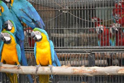 Entz�ckende lila zu blau