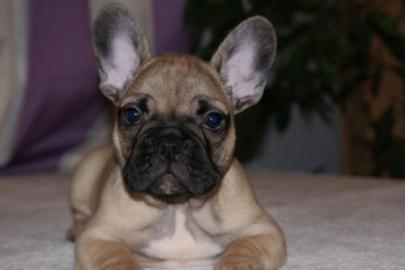 Wundersch�ne Franz�sische Bulldoggen wel
