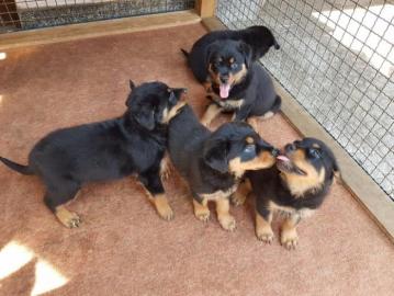 Rottweiler Welpen