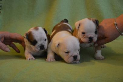 Englische Bulldogge Welpen mit Papiere