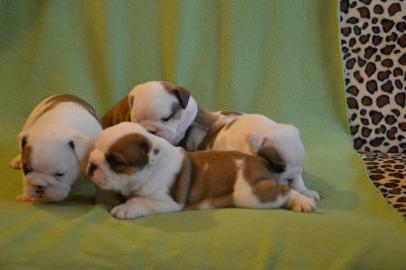 Englische Bulldogge Welpen mit Papiere