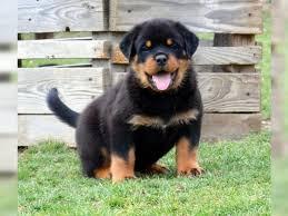 Rottweiler Welpen