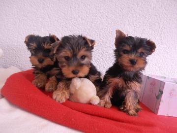 Yorkshire Terrier Welpen- reinrassig