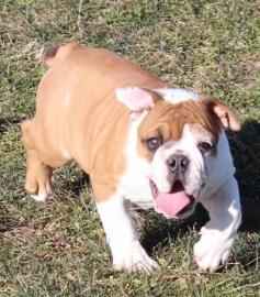 Englische Bulldogge Welpen mit papieren