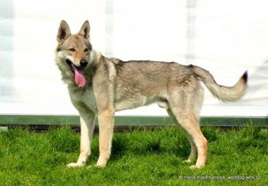 Tschechoslowakischer Wolfhund mit Pap. 